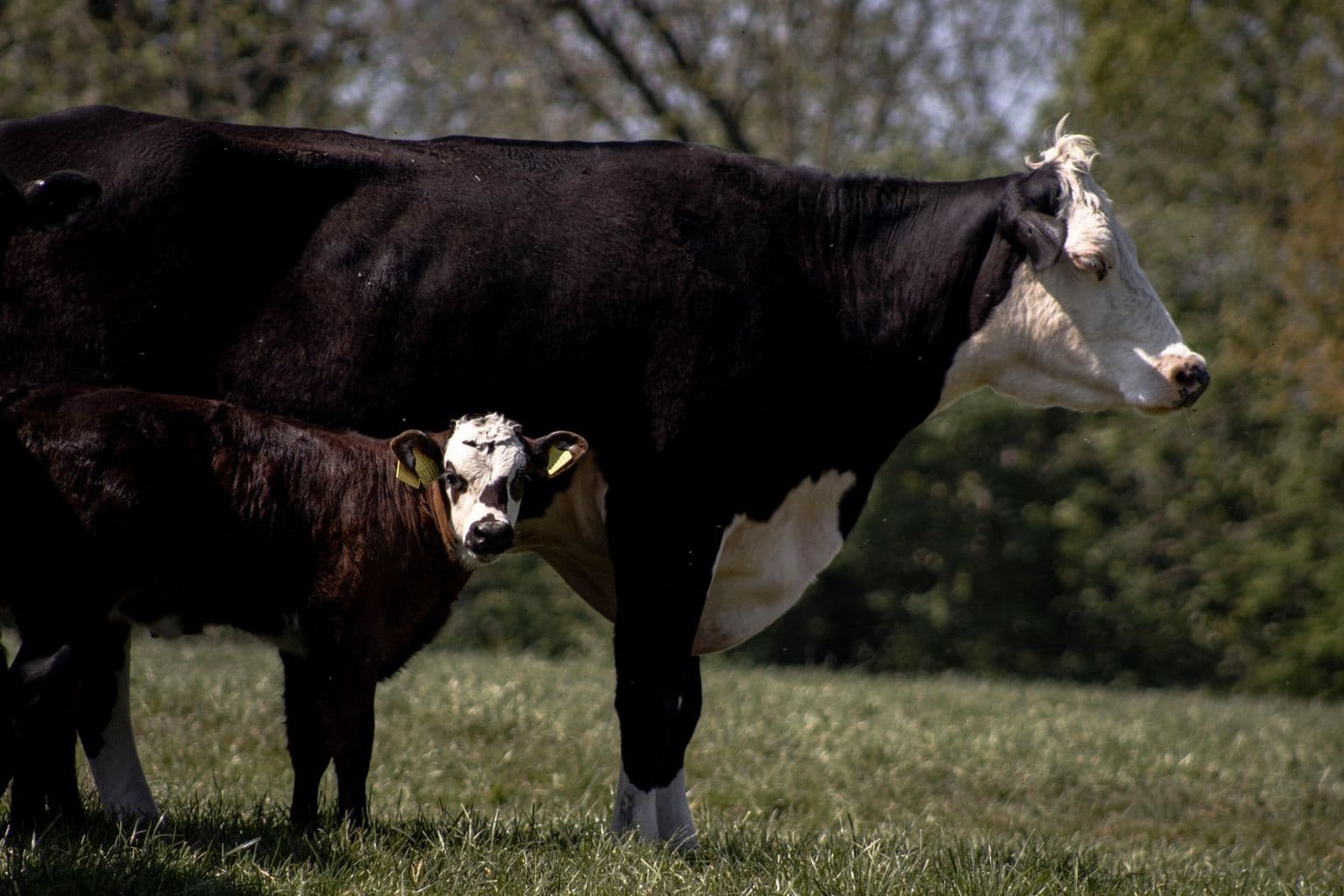 A Hereford cow and her calf grazing in a sunlit meadow on the farm